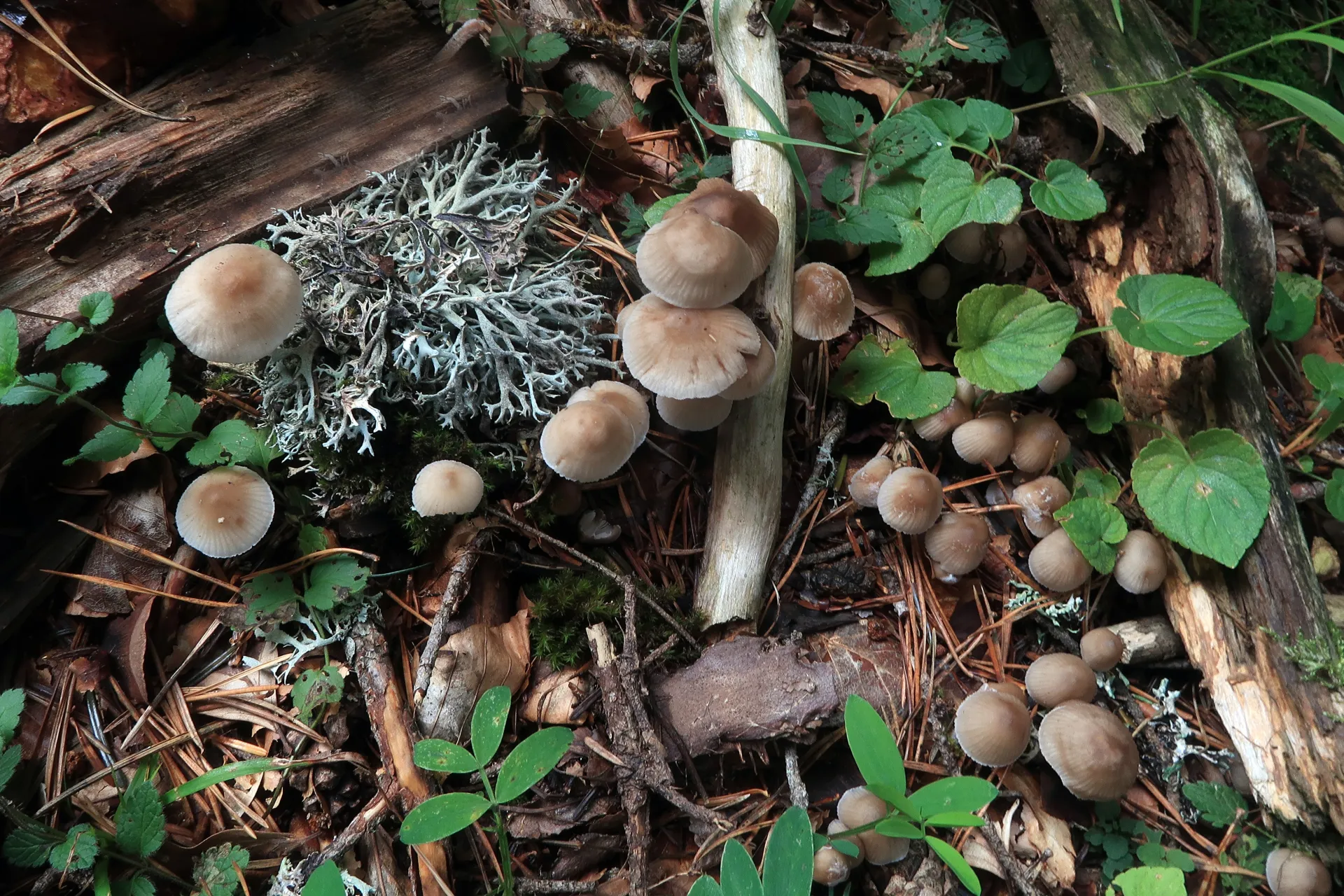 Mycena zephirus - 1 - IMG_6285